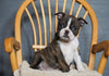 AKC Registered Boston Terrier For Sale Fredericksburg, OH Female- Gracie