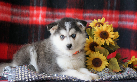Pomsky Puppy For Sale Fredericksburg. OH Female- Roxie