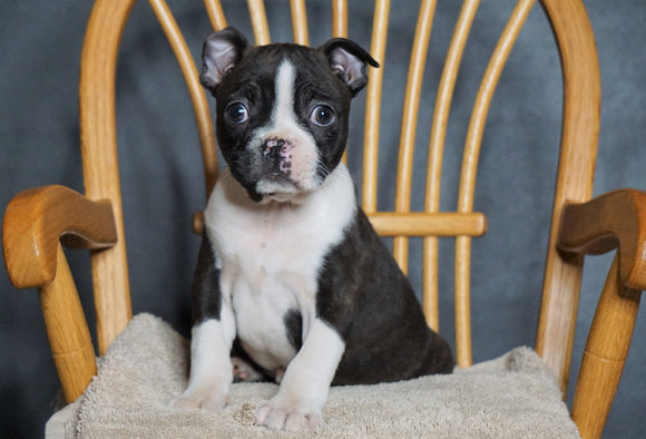 AKC Registered Boston Terrier For Sale Fredericksburg, OH Female- Gabby