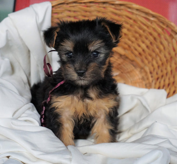 ACA Registered Yorkshire Terrier For Sale Millersburg, OH Female- Daisy
