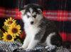 Pomsky Puppy For Sale Fredericksburg. OH Female- Roxie