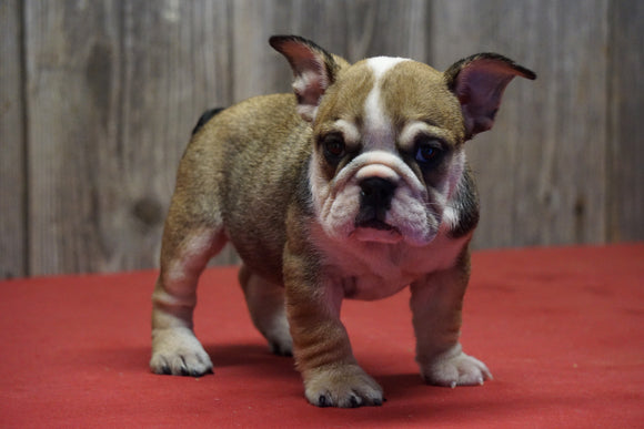 Beabull Puppy For Sale Fresno OH Female Reba