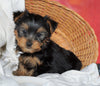 ACA Registered Yorkshire Terrier For Sale Millersburg, OH Male- Donald