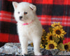 Pomsky Puppy For Sale Fredericksburg, OH Female- Elexa