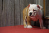 Beabull Puppy For Sale Fresno OH Female Shana