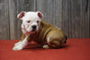 Beabull Puppy For Sale Fresno OH Female Shana