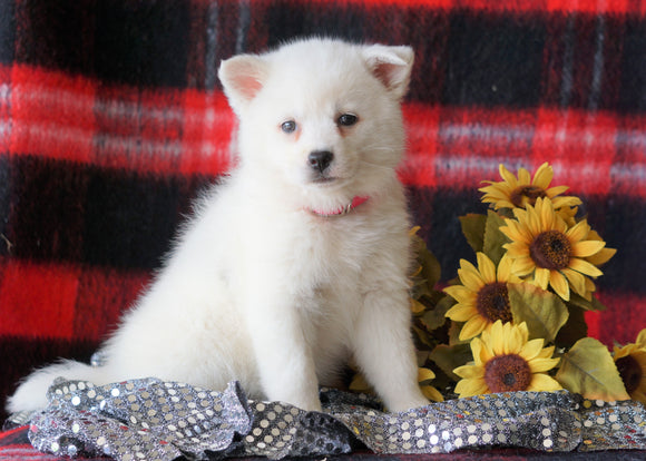 Pomsky Puppy For Sale Fredericksburg, OH Female- Elexa