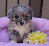 Mini Aussiedoodle For Sale Fredericksburg, OH Female- Ruby