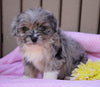 Mini Aussiedoodle For Sale Fredericksburg, OH Female- Ruby