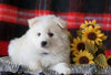 Pomsky Puppy For Sale Fredericksburg, OH Male- Brody