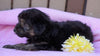 Mini Aussiedoodle For Sale Fredericksburg, OH Female- Ashley