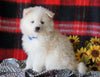 Pomsky Puppy For Sale Fredericksburg, OH Male- Brody