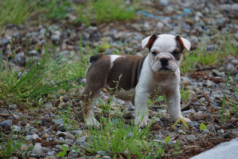 Beabull Puppy For Sale Fresno OH Female Bonnie