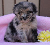 Mini Aussiedoodle For Sale Fredericksburg, OH Female- Lily