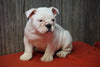 Beabull Puppy For Sale Fresno OH Male Toby