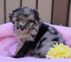 Mini Aussiedoodle For Sale Fredericksburg, OH Female- Lily
