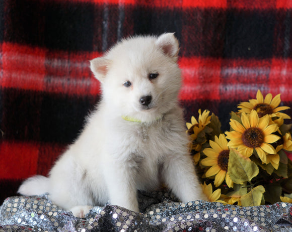 Pomsky Puppy For Sale Fredericksburg, OH Female- Gracy