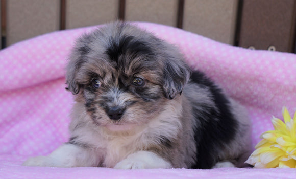 Mini Aussiedoodle For Sale Fredericksburg, OH Female- Molly