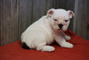 Beabull Puppy For Sale Fresno OH Male Toby