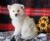 Pomsky Puppy For Sale Fredericksburg, OH Female- Gracy