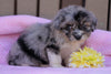 Mini Aussiedoodle For Sale Fredericksburg, OH Female- Molly