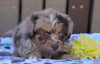 Mini Aussiedoodle For Sale Fredericksburg, OH Male- Brock