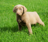 AKC Registered Silver Labrador Retriever For Sale Sugar Creek, OH Female- Sandy
