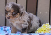 Mini Aussiedoodle For Sale Fredericksburg, OH Male- Brock