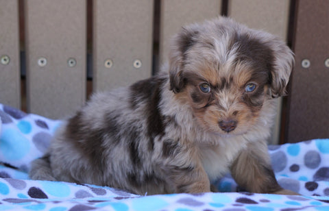 Mini Aussiedoodle For Sale Fredericksburg, OH Male- Brock