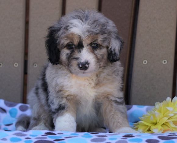 Mini Aussiedoodle For Sale Fredericksburg, OH Male- Max