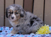 Mini Aussiedoodle For Sale Fredericksburg, OH Male- Max