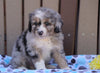 Mini Aussiedoodle For Sale Fredericksburg, OH Male- Max