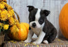ACA Registered Boston Terrier For Sale Warsaw, OH Female- Gracie