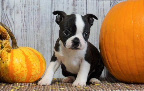 ACA Registered Boston Terrier For Sale Warsaw, OH Female- Gracie