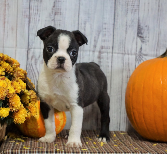 AKC Registered Boston Terrier For Sale Warsaw, OH Male- Charley