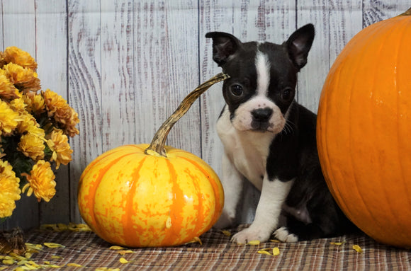 ACA Registered Boston Terrier For Sale Warsaw, OH Female- Gabby