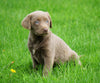AKC Registered Silver Labrador Retriever For Sale Sugar Creek, OH Female- Susie
