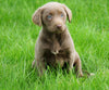 AKC Registered Silver Labrador Retriever For Sale Sugar Creek, OH Female- Susie