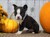 ACA Registered Boston Terrier For Sale Warsaw, OH Male- Gus