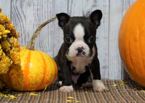 ACA Registered Boston Terrier For Sale Warsaw, OH Male- Gus