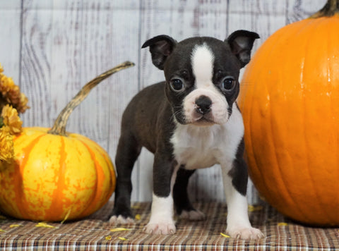 ACA Registered Boston Terrier For Sale Warsaw, OH Female- Greta