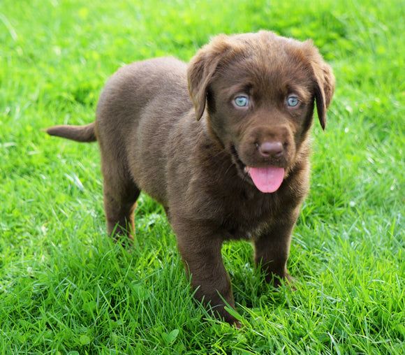 AKC Registered Labrador Retriever For Sale Sugar Creek, OH Female- Abby