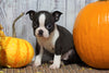 ACA Registered Boston Terrier For Sale Warsaw, OH Female- Greta