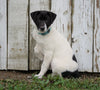 Jack Russel Mix For Sale Millersburg, OH Male- Russel