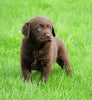 AKC Registered Labrador Retriever For Sale Sugar Creek, OH Female- Abigail