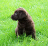 AKC Registered Labrador Retriever For Sale Sugar Creek, OH Female- Abigail