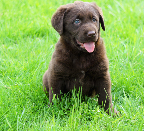 AKC Registered Labrador Retriever For Sale Sugar Creek, OH Female- Abigail