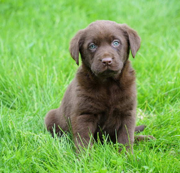 AKC Registered Labrador Retriever For Sale Sugar Creek, OH Female- Annabell