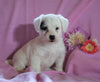 Jackapoo For Sale Applecreek, OH Female- Ellie