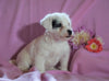 Jackapoo For Sale Applecreek, OH Female- Ellie